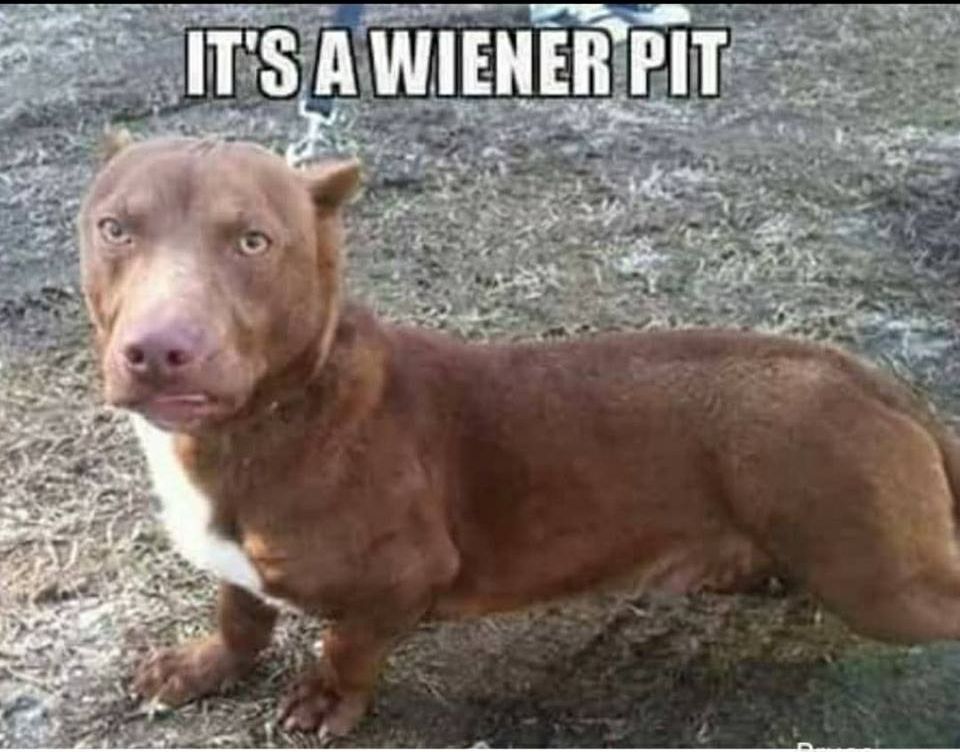 Wiener Pit Blank Meme Template