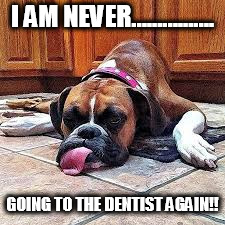 dentist dog | I AM NEVER................ GOING TO THE DENTIST AGAIN!! | image tagged in dentist dog | made w/ Imgflip meme maker