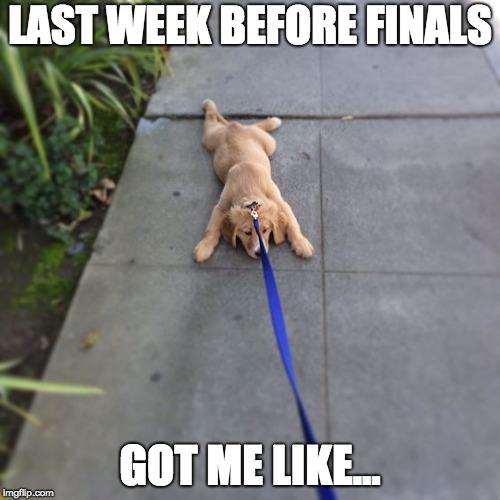 tired puppy | LAST WEEK BEFORE FINALS; GOT ME LIKE... | image tagged in tired puppy | made w/ Imgflip meme maker
