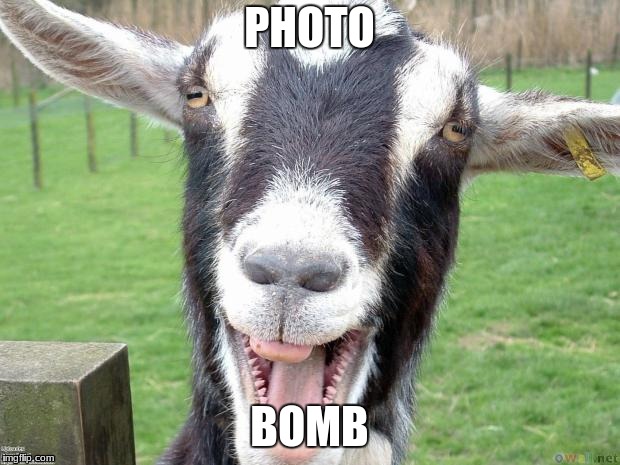Funny Goat | PHOTO; BOMB | image tagged in funny goat | made w/ Imgflip meme maker