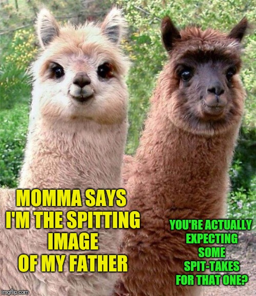 Llama Llama Ding Dong | MOMMA SAYS I'M THE SPITTING IMAGE OF MY FATHER; YOU'RE ACTUALLY EXPECTING SOME SPIT-TAKES FOR THAT ONE? | image tagged in memes,llamas | made w/ Imgflip meme maker