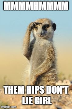 Meerkat |  MMMMHMMMM; THEM HIPS DON'T LIE GIRL | image tagged in meerkat | made w/ Imgflip meme maker