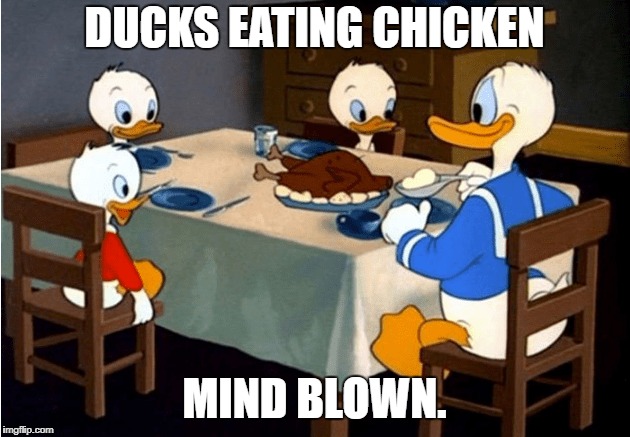 DUCKS EATING CHICKEN; MIND BLOWN. | image tagged in ducks,eating,chicken | made w/ Imgflip meme maker