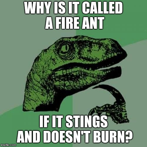 Philosoraptor Meme | WHY IS IT CALLED A FIRE ANT; IF IT STINGS AND DOESN'T BURN? | image tagged in memes,philosoraptor | made w/ Imgflip meme maker