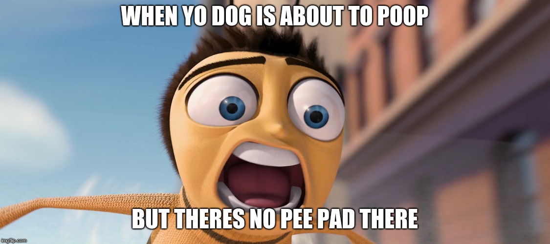 My life as a dog owner | WHEN YO DOG IS ABOUT TO POOP; BUT THERES NO PEE PAD THERE | image tagged in bee movie,funny memes,funny,relatable,hilarious | made w/ Imgflip meme maker