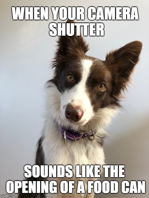 WHEN YOUR
CAMERA SHUTTER; SOUNDS LIKE THE OPENING OF A FOOD CAN | made w/ Imgflip meme maker