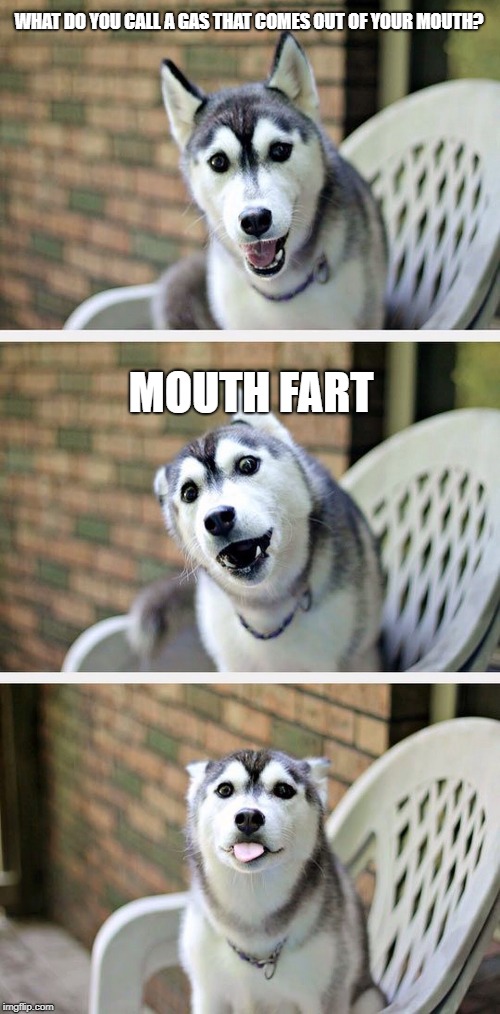 why does my husky fart so much