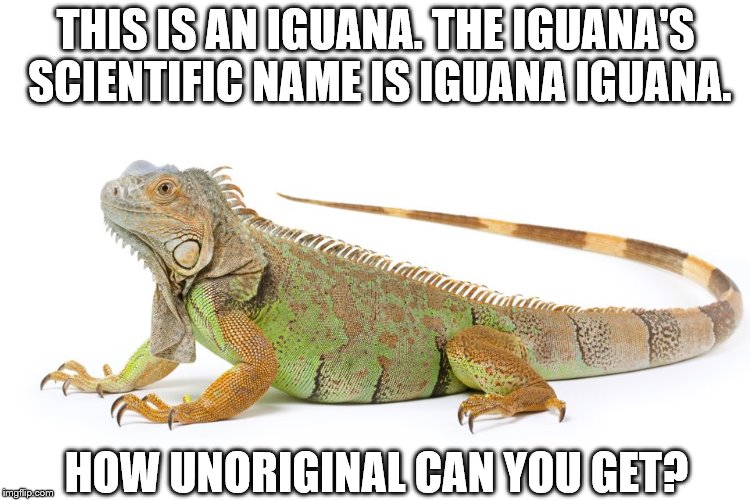 THIS IS AN IGUANA. THE IGUANA'S SCIENTIFIC NAME IS IGUANA IGUANA. HOW UNORIGINAL CAN YOU GET? | image tagged in iguana | made w/ Imgflip meme maker