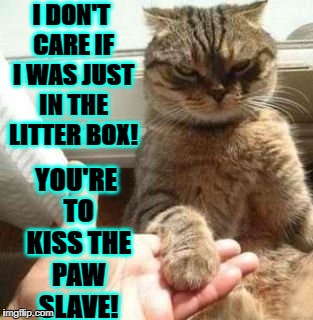 I DON'T CARE IF I WAS JUST IN THE LITTER BOX! YOU'RE TO KISS THE PAW SLAVE! | image tagged in little douche bag | made w/ Imgflip meme maker