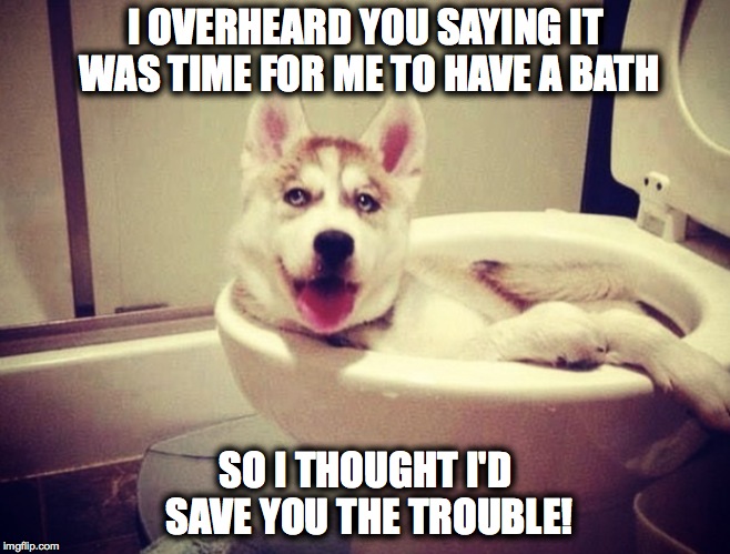 Bath Time For Doggo | I OVERHEARD YOU SAYING IT WAS TIME FOR ME TO HAVE A BATH; SO I THOUGHT I'D SAVE YOU THE TROUBLE! | image tagged in helpful | made w/ Imgflip meme maker