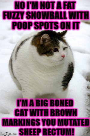 NO I'M NOT A FAT FUZZY SNOWBALL WITH POOP SPOTS ON IT; I'M A BIG BONED CAT WITH BROWN MARKINGS YOU MUTATED  SHEEP RECTUM! | image tagged in fat poop cat | made w/ Imgflip meme maker