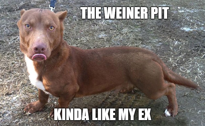 the weiner pit  | THE WEINER PIT; KINDA LIKE MY EX | image tagged in weiner,dog,funny dogs | made w/ Imgflip meme maker