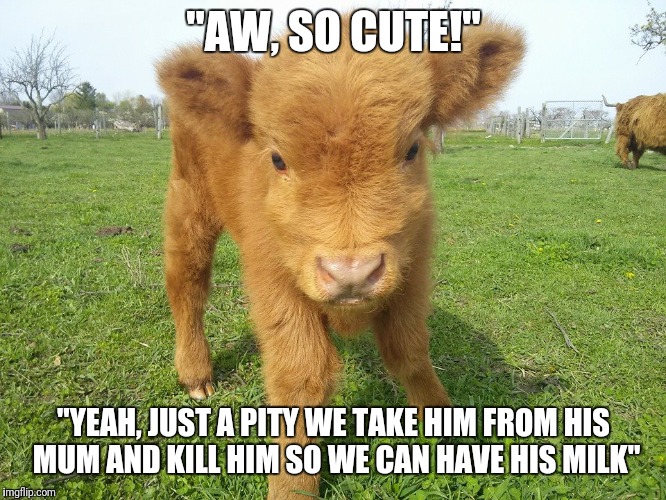 Highland Calf | "AW, SO CUTE!"; "YEAH, JUST A PITY WE TAKE HIM FROM HIS MUM AND KILL HIM SO WE CAN HAVE HIS MILK" | image tagged in highland calf | made w/ Imgflip meme maker