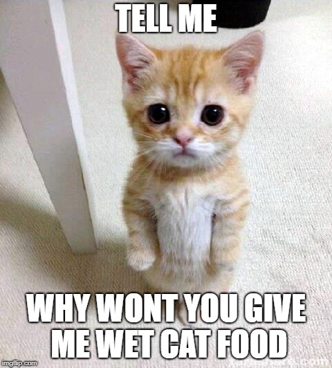 Cute Cat Meme | TELL ME; WHY WONT YOU GIVE ME WET CAT FOOD | image tagged in memes,cute cat | made w/ Imgflip meme maker
