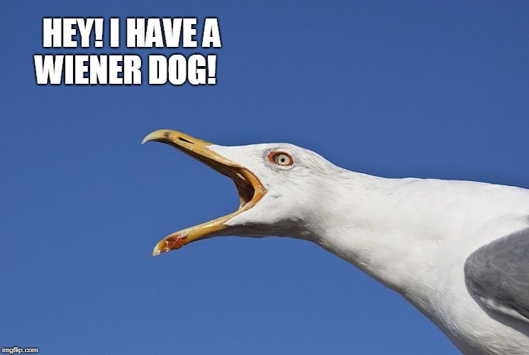 Sea Gull | HEY! I HAVE A WIENER DOG! | image tagged in sea gull | made w/ Imgflip meme maker