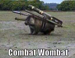 COMBAT WOMBAT | image tagged in mems,funny memes | made w/ Imgflip meme maker