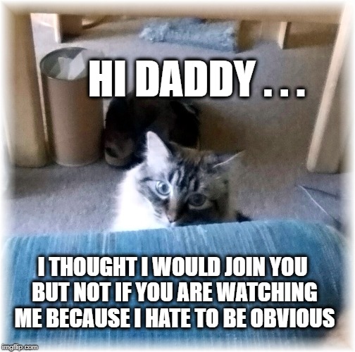 Cat Psychology  | HI DADDY . . . I THOUGHT I WOULD JOIN YOU BUT NOT IF YOU ARE WATCHING ME BECAUSE I HATE TO BE OBVIOUS | image tagged in cats,i should buy a boat cat,funny cat,maybe,not sure if | made w/ Imgflip meme maker