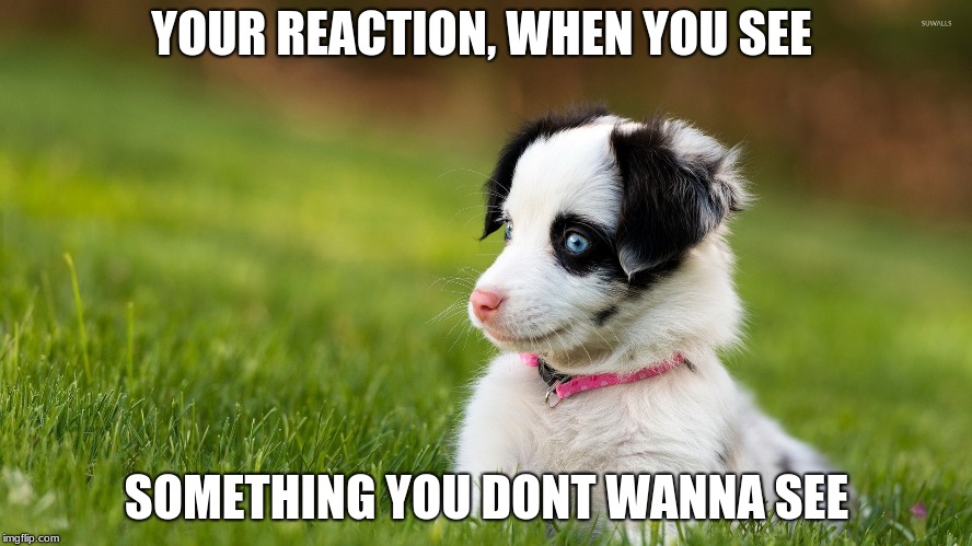 You dont wanna see | YOUR REACTION, WHEN YOU SEE; SOMETHING YOU DONT WANNA SEE | image tagged in funny,memes | made w/ Imgflip meme maker