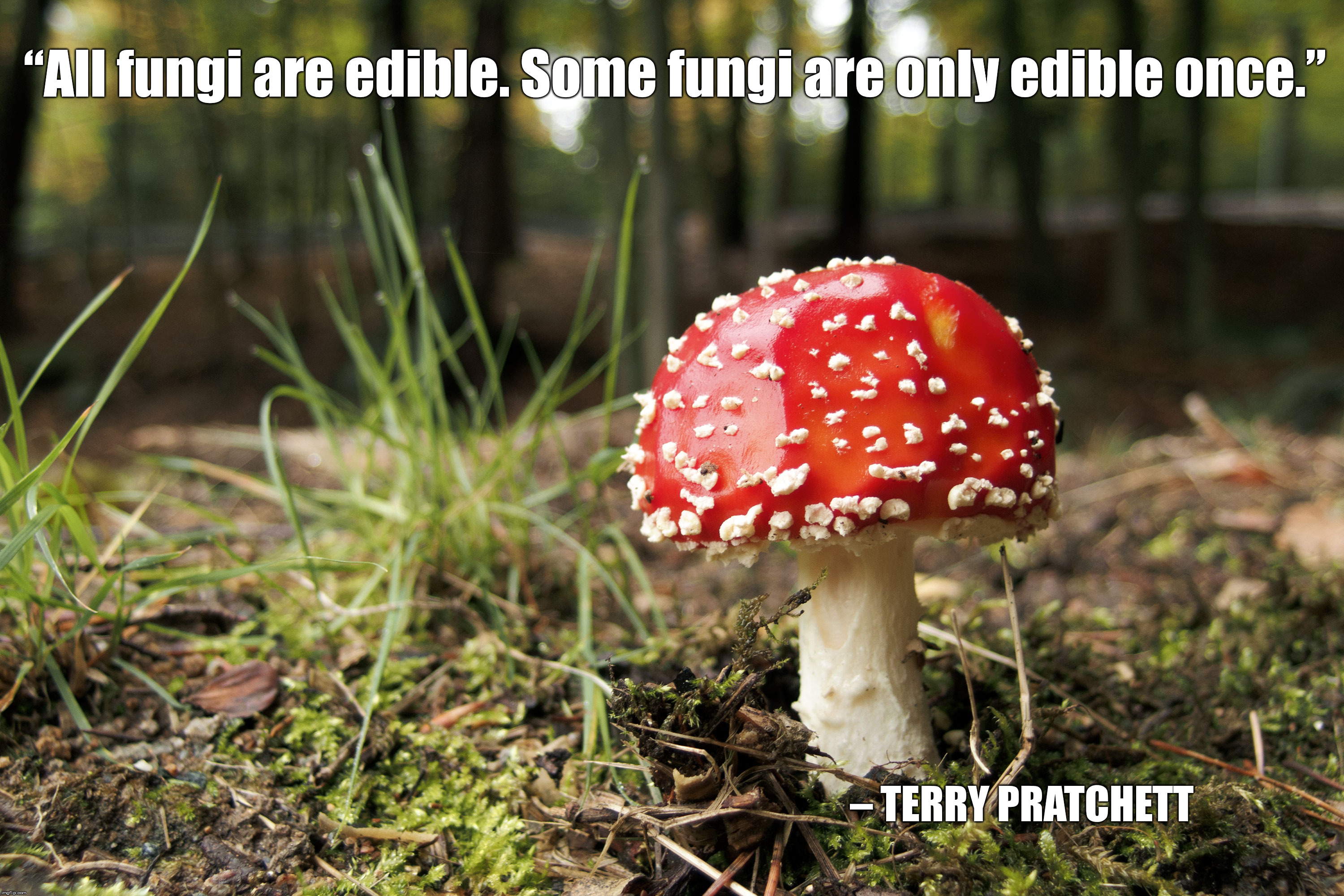 Terry Pratchett Quote | “All fungi are edible. Some fungi are only edible once.”; – TERRY PRATCHETT | image tagged in mushroom,fungi,terry pratchett | made w/ Imgflip meme maker