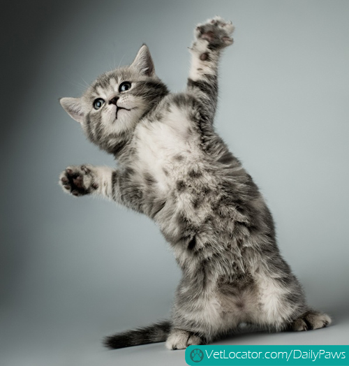 High Quality cat dancing Blank Meme Template