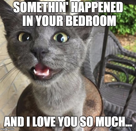 The goody two shoes | SOMETHIN' HAPPENED IN YOUR BEDROOM; AND I LOVE YOU SO MUCH... | image tagged in cat,mess | made w/ Imgflip meme maker