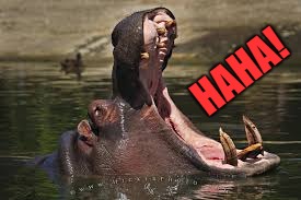 hippo | HAHA! | image tagged in hippo | made w/ Imgflip meme maker