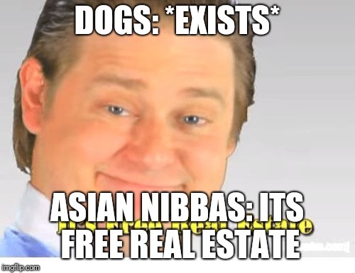 It's Free Real Estate | DOGS: *EXISTS*; ASIAN NIBBAS: ITS FREE REAL ESTATE | image tagged in it's free real estate | made w/ Imgflip meme maker