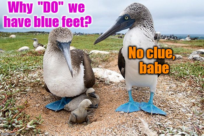 Why  "DO"  we have blue feet? No clue,  babe | made w/ Imgflip meme maker