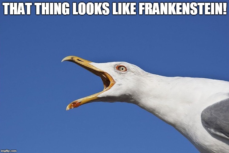 Sea Gull | THAT THING LOOKS LIKE FRANKENSTEIN! | image tagged in sea gull | made w/ Imgflip meme maker