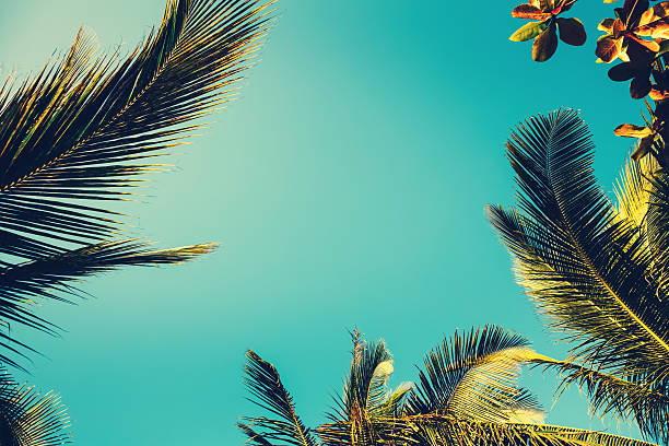 Palms Blank Meme Template
