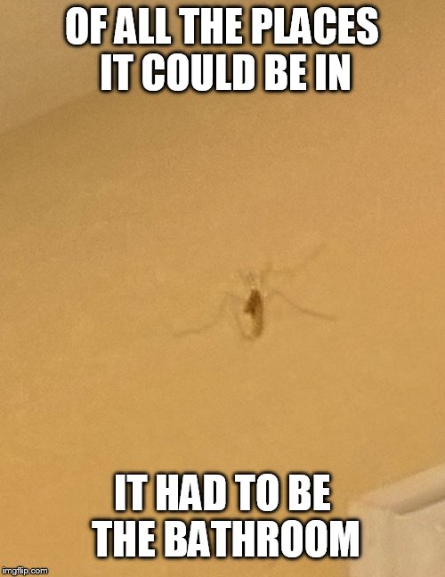 Frig | OF ALL THE PLACES IT COULD BE IN; IT HAD TO BE THE BATHROOM | image tagged in spider,memes | made w/ Imgflip meme maker