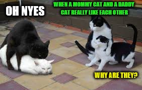 I sure hope this isn't tagged NSFW | OH NYES; WHEN A MOMMY CAT AND A DADDY CAT REALLY LIKE EACH OTHER; WHY ARE THEY? | image tagged in memes,cats,birds and bees | made w/ Imgflip meme maker