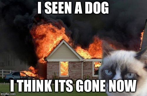 Burn Kitty Meme | I SEEN A DOG; I THINK ITS GONE NOW | image tagged in memes,burn kitty,grumpy cat | made w/ Imgflip meme maker