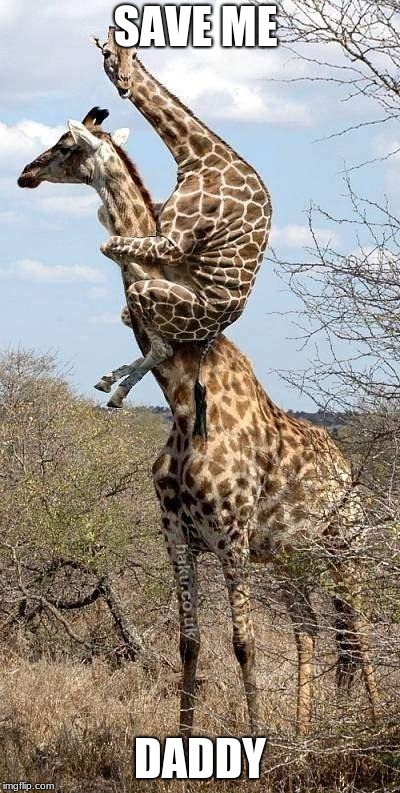 Funny Giraffe | SAVE ME; DADDY | image tagged in funny giraffe | made w/ Imgflip meme maker