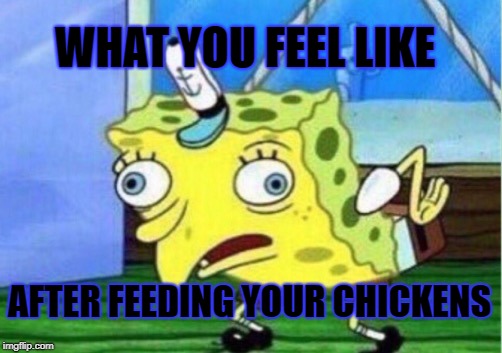Mocking Spongebob | WHAT YOU FEEL LIKE; AFTER FEEDING YOUR CHICKENS | image tagged in memes,mocking spongebob | made w/ Imgflip meme maker