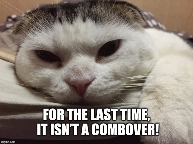 Quit making fun of me! | FOR THE LAST TIME, IT ISN’T A COMBOVER! | image tagged in funny cat memes,grumpy cat,bad haircut,hairstyle | made w/ Imgflip meme maker