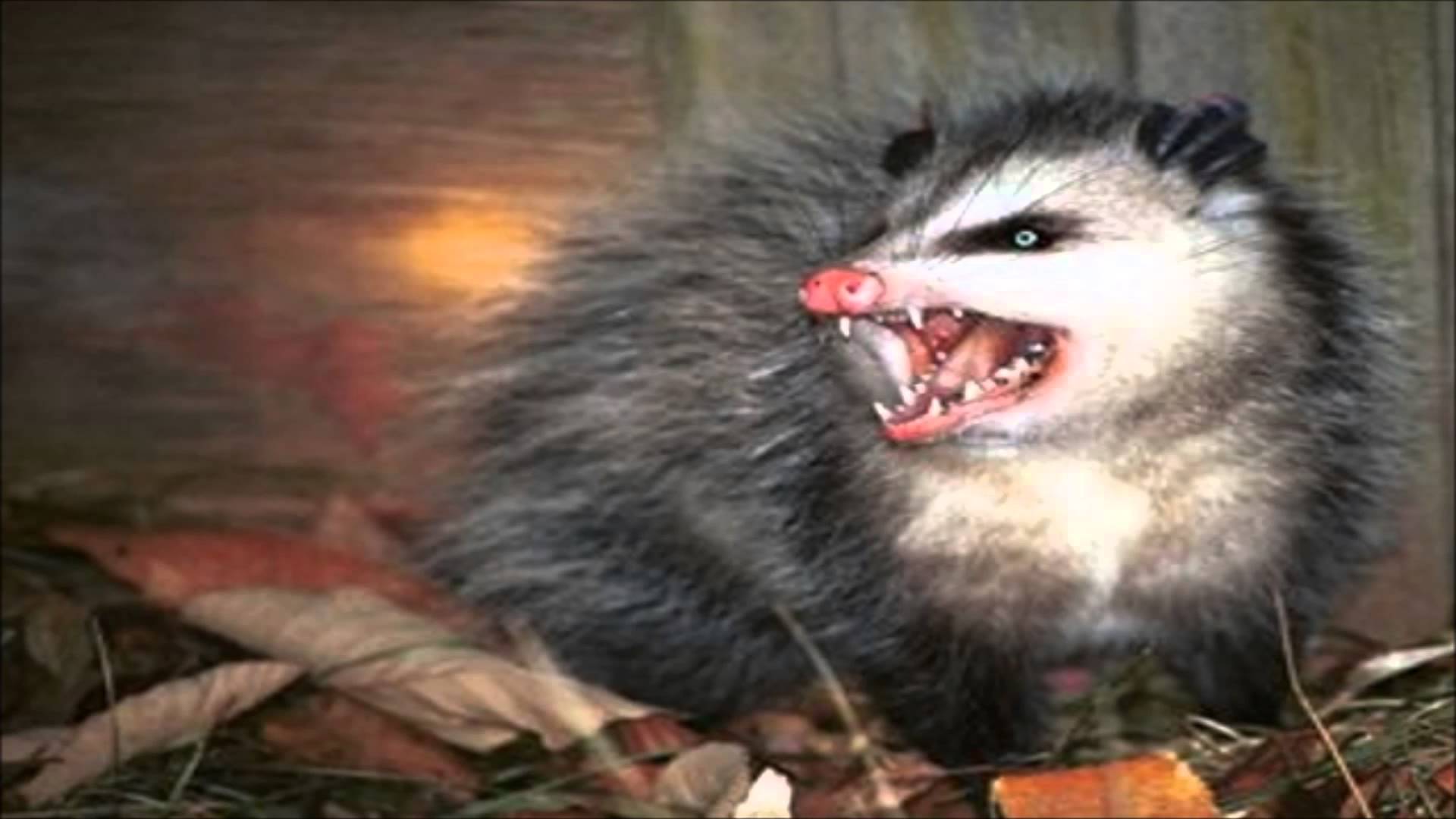 opossum Blank Meme Template