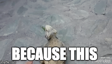 BECAUSE THIS | image tagged in gifs | made w/ Imgflip video-to-gif maker