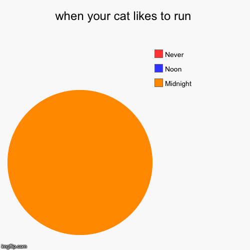 when your cat likes to run | Midnight, Noon, Never | image tagged in funny,pie charts | made w/ Imgflip chart maker