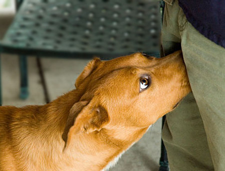 High Quality dog sniffing groin Blank Meme Template