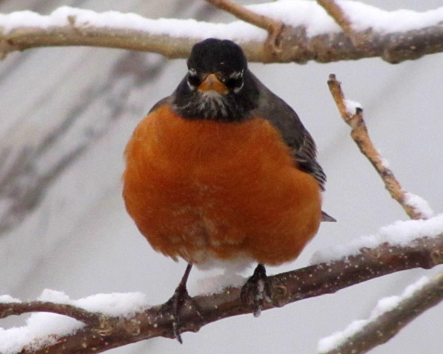 High Quality Mad robin in snow Blank Meme Template