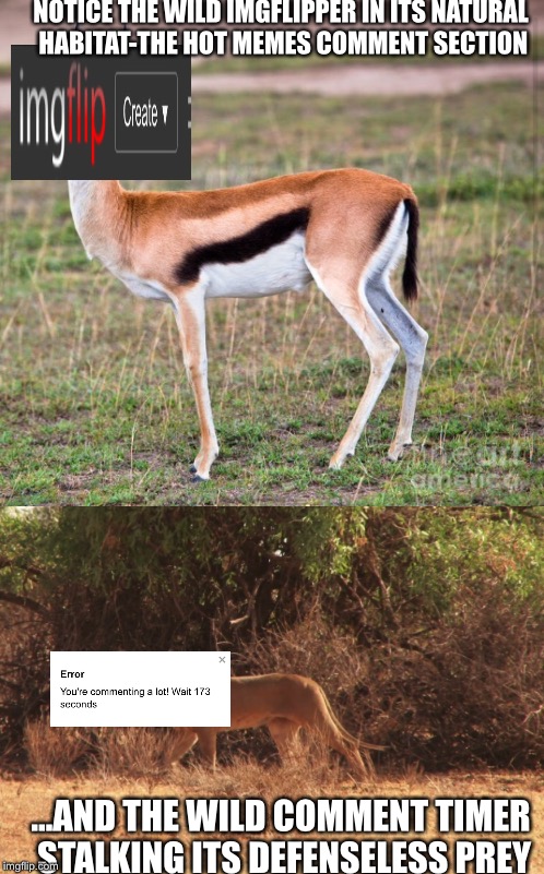 Animal documentary  |  NOTICE THE WILD IMGFLIPPER IN ITS NATURAL HABITAT-THE HOT MEMES COMMENT SECTION; ...AND THE WILD COMMENT TIMER STALKING ITS DEFENSELESS PREY | image tagged in animals,comment timer,memes | made w/ Imgflip meme maker