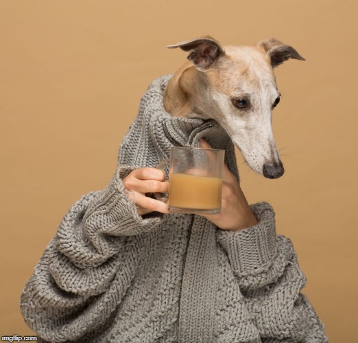 . | image tagged in dog drinking coffee | made w/ Imgflip meme maker