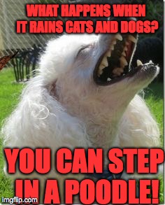 This guy's future | WHAT HAPPENS WHEN IT RAINS CATS AND DOGS? YOU CAN STEP IN A POODLE! | image tagged in dog,scumbag,puppy,joke,poodle,laugh | made w/ Imgflip meme maker