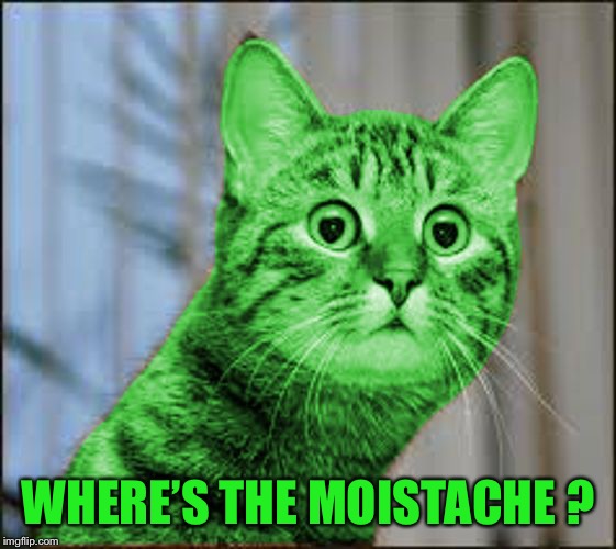 RayCat WTF | WHERE’S THE MOISTACHE ? | image tagged in raycat wtf | made w/ Imgflip meme maker