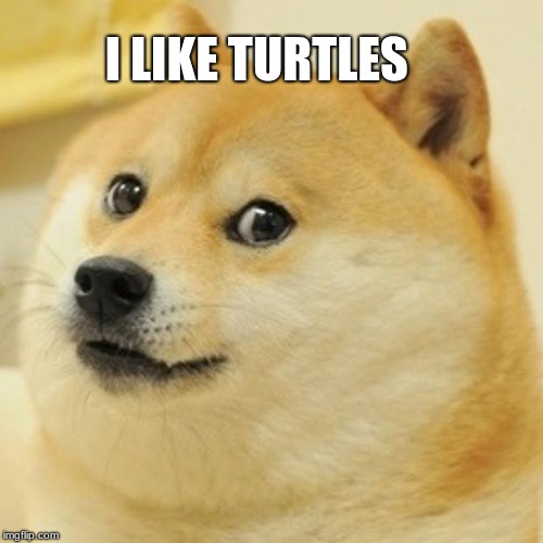 Doge | I LIKE TURTLES | image tagged in memes,doge | made w/ Imgflip meme maker