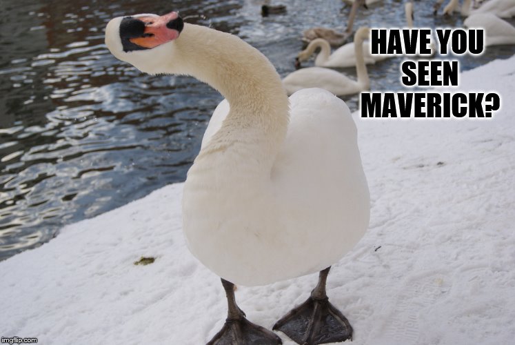 Goose Looking For Maverick | HAVE YOU SEEN MAVERICK? | image tagged in memes,top gun,goose looking for maverick,wing man,tom cruise | made w/ Imgflip meme maker