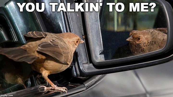 YOU TALKIN' TO ME? | image tagged in mirror,you talkin to me,bird | made w/ Imgflip meme maker