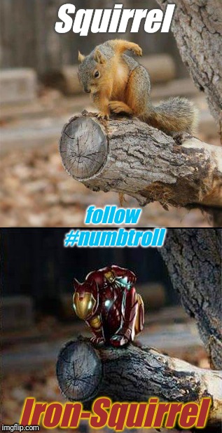 Iron Man + Squirrel = Iron-Squirrel | Squirrel; follow #numbtroll; Iron-Squirrel | image tagged in iron man,squirrel,marvel comics,comics,photoshop,photo of the day | made w/ Imgflip meme maker