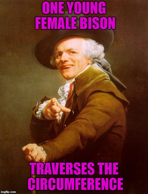 The 80's were great! | ONE YOUNG FEMALE BISON; TRAVERSES THE CIRCUMFERENCE | image tagged in old english rap,buffalo,girls | made w/ Imgflip meme maker